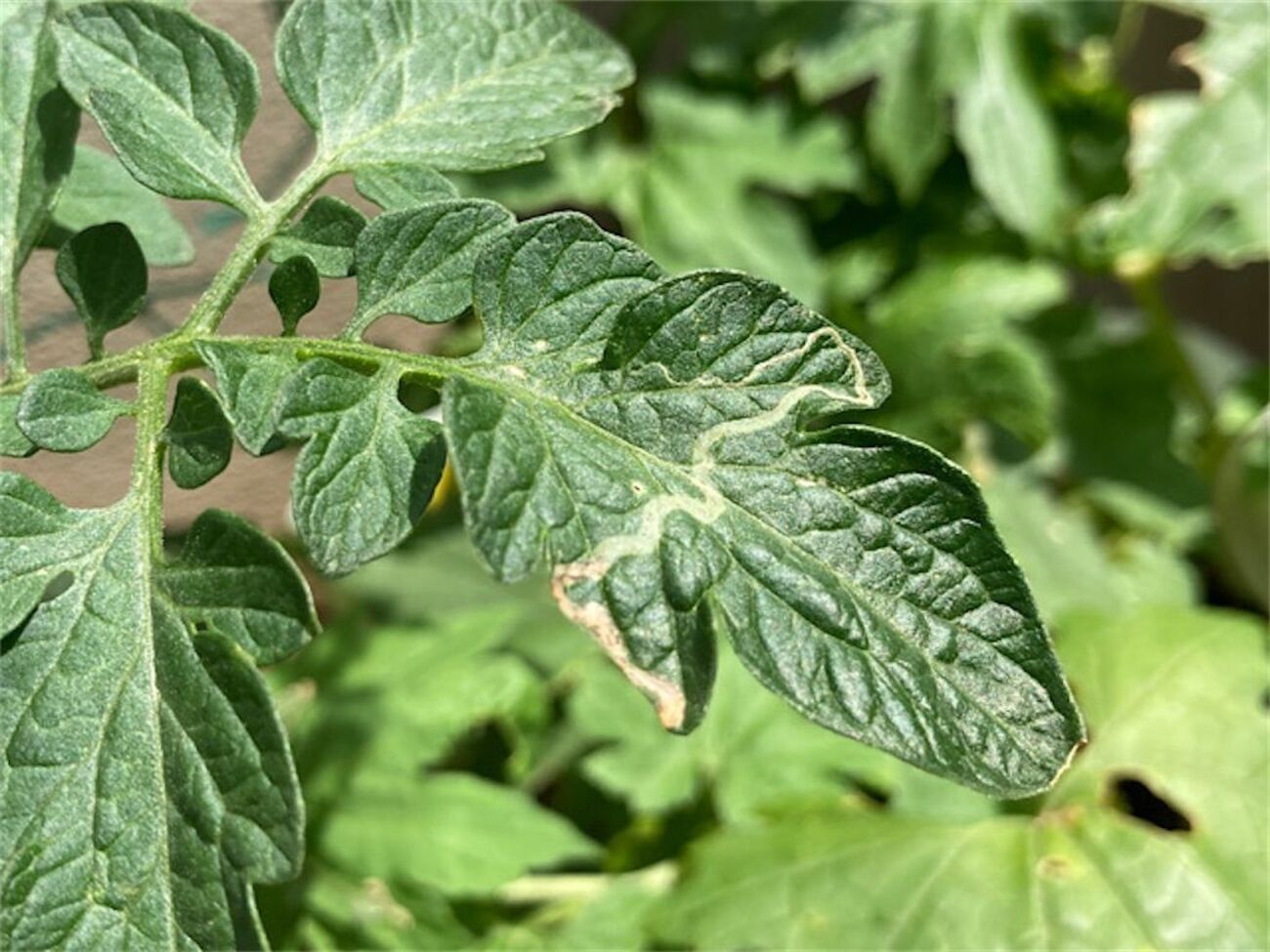 トマト白くて小さい虫コナジラミ初心者が成功するためのポイントミライ菜園