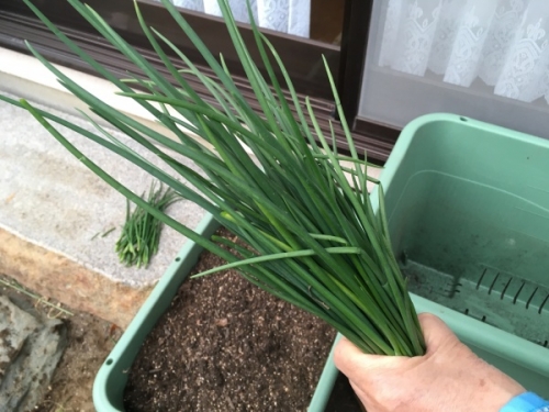 わけぎの育て方 畑・プランターごとの栽培方法や注意点を農家が解説マイナビ農業