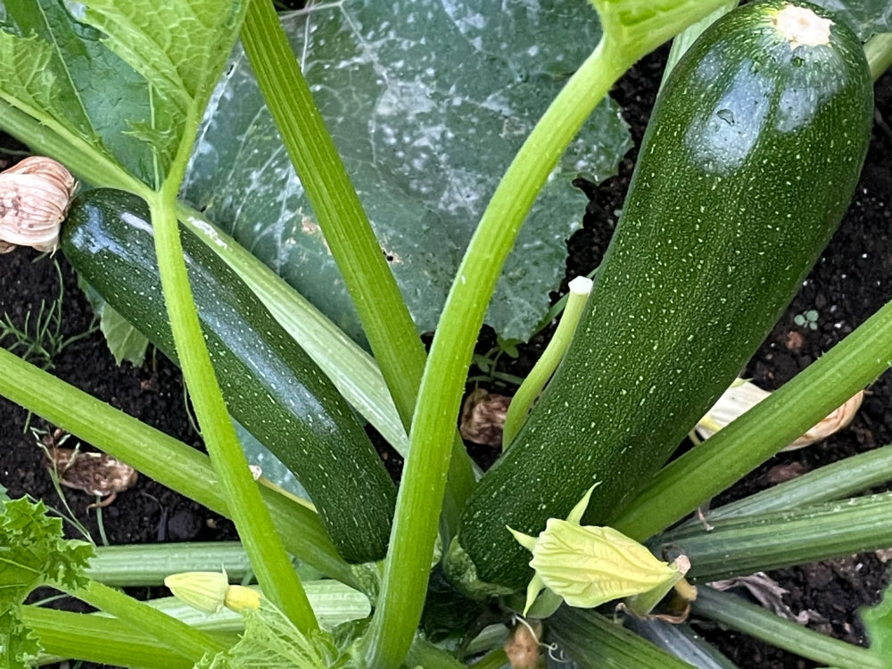 ちょっと自慢、垂直栽培のズッキーニ - 大好き！野菜の時間