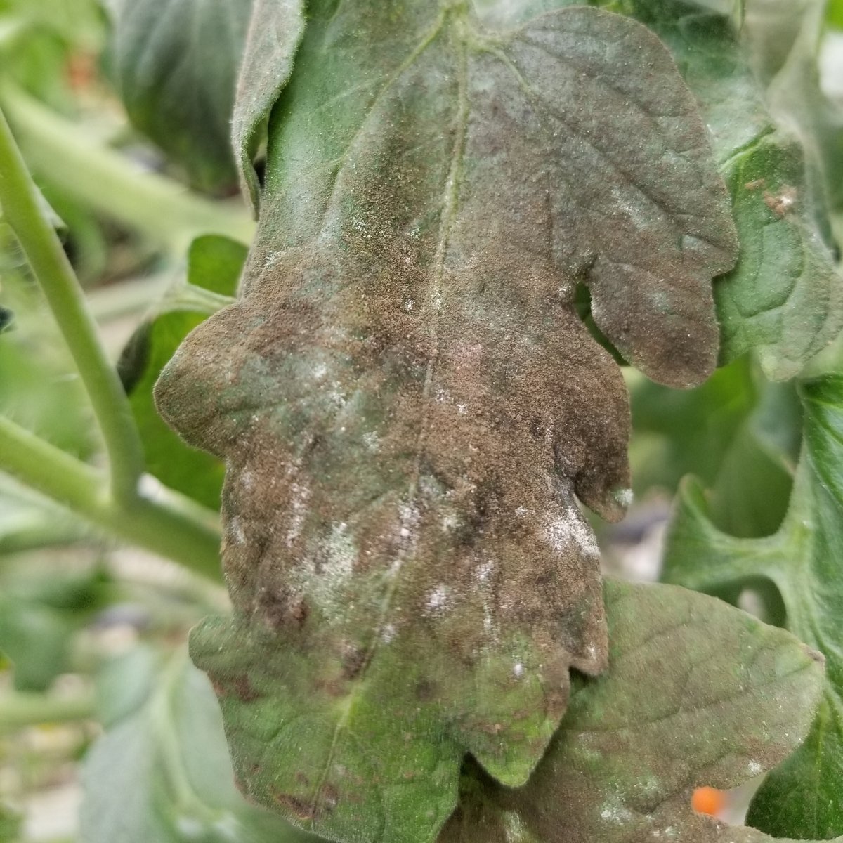 ご教授ください。1か月前にトマトの葉が画像のように白い線が入 園芸相談Q＆Aみんなの趣味の園芸