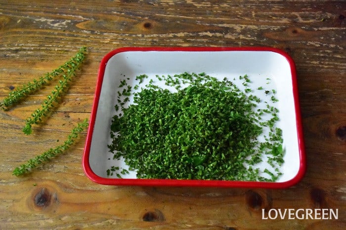 そろそろ収穫時期、初めての「しその実の醤油漬け」づくり四方山商店