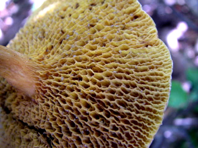 肴の天然きのこ料理 アミタケ- 飛騨季節料理 肴店主の日記