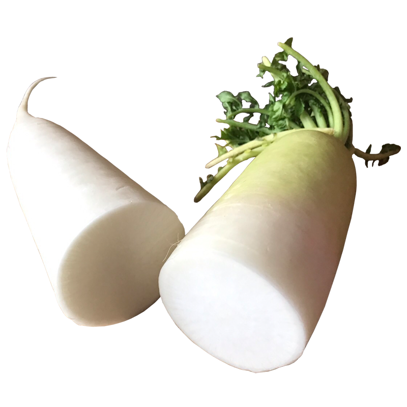 かいわれ大根の無料イラストフリーイラスト素材集 ジャパクリップ