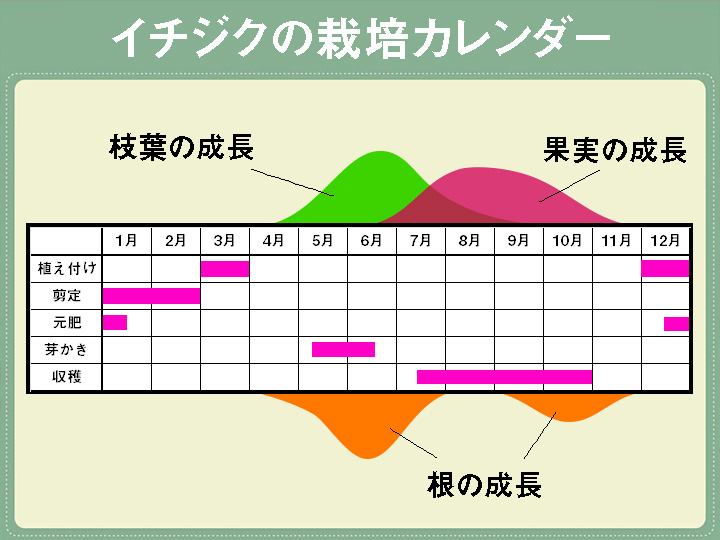 いちじくの木 イチジク いちじく・無花果 の育て方・栽培方法野菜の育て方