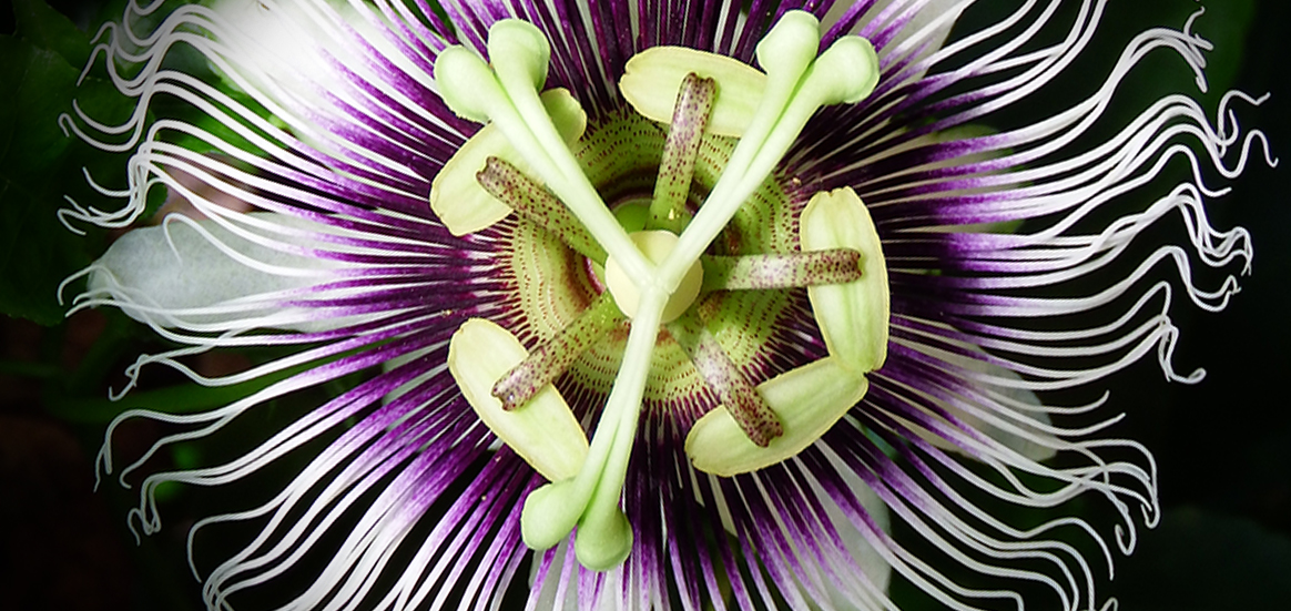 果物の色003.紫の実写真 一覧かぎけん花図鑑