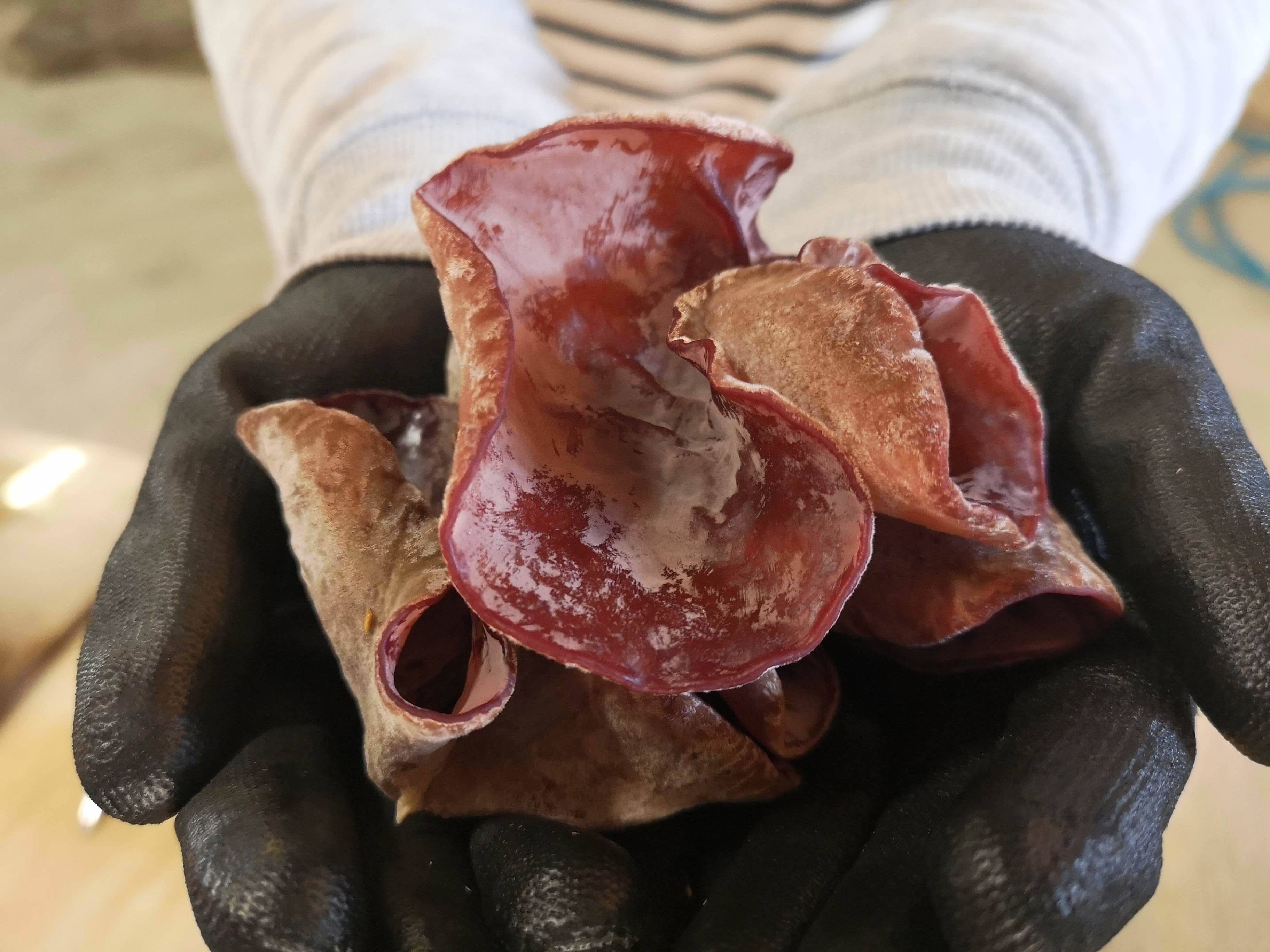 生きくらげの人気レシピ4選！下処理の方法もご紹介の人気レシピ・作り方デリッシュキッチン