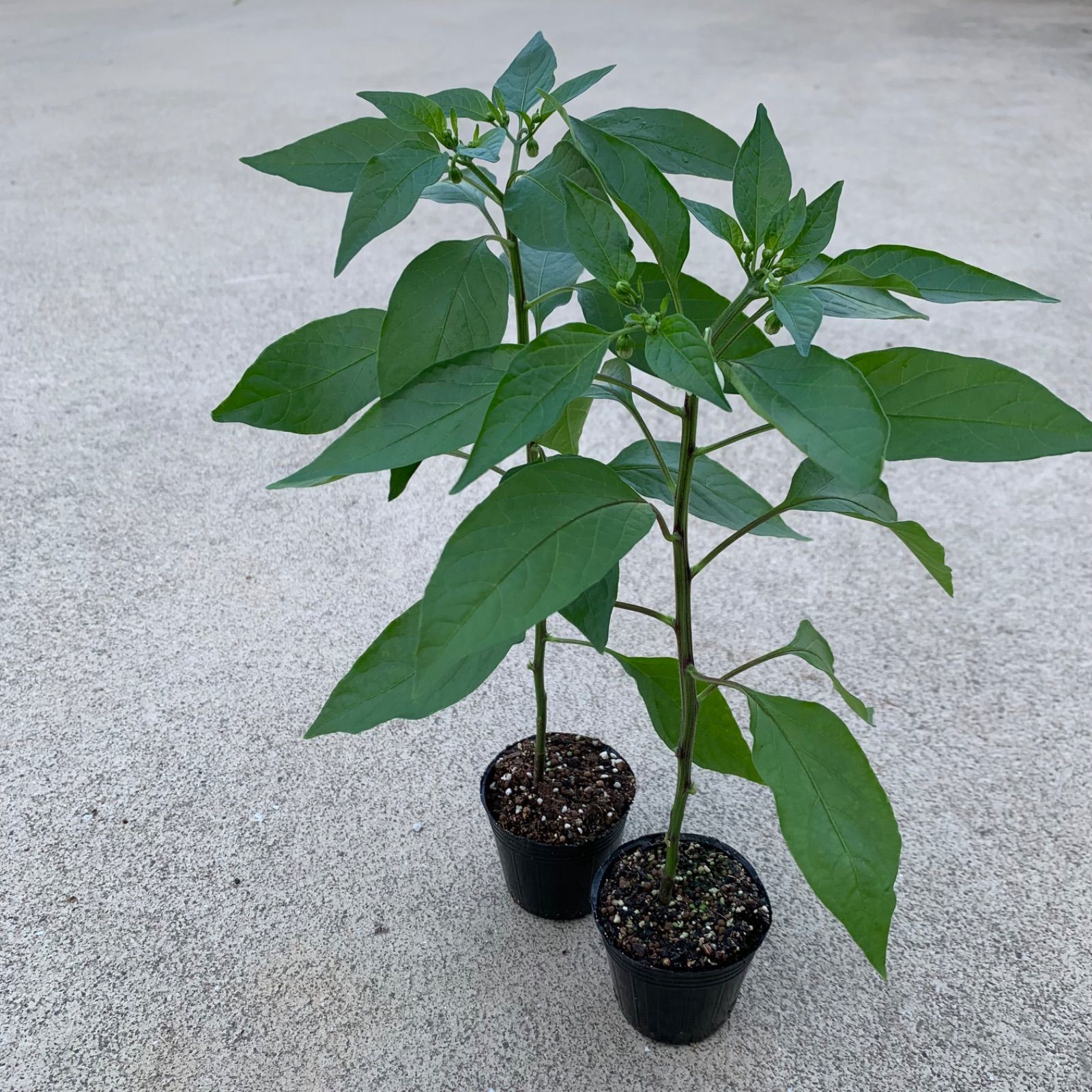 シシトウの育て方プランター栽培、肥料の与え方も解説 – 自然暮らし