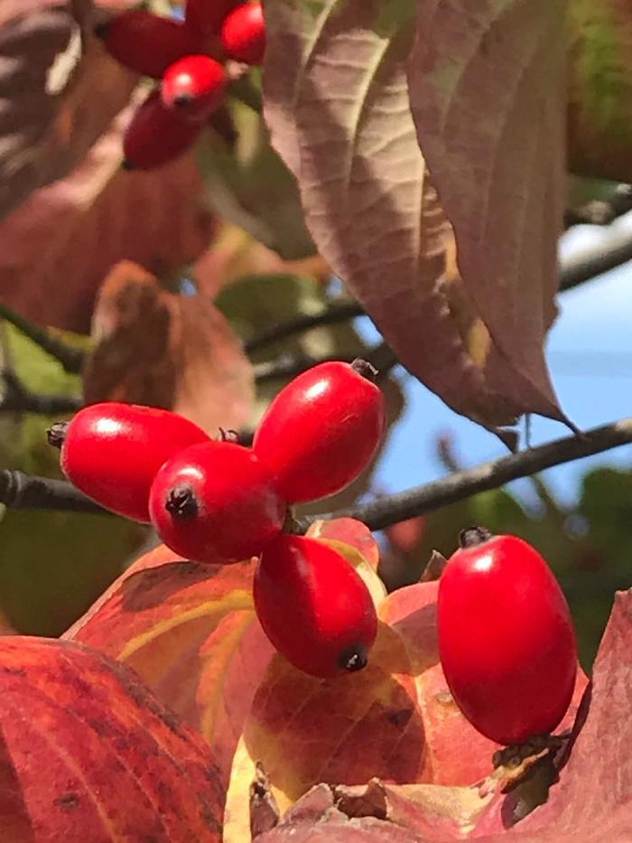 ハナミズキの赤い実花日記 「今日の花」