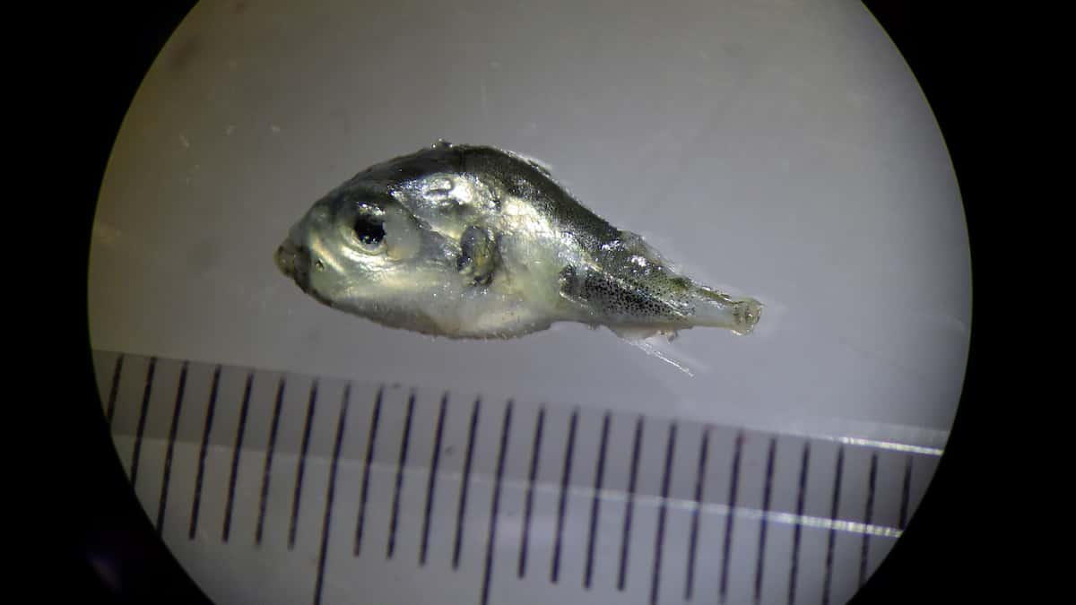 生シラスやしらす干しは誰のこども？魚食普及推進センター 一般社団法人 大日本水産会