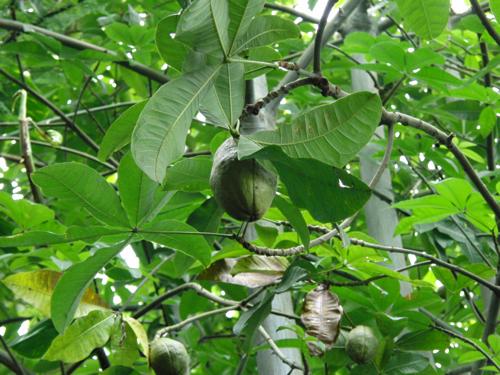 パキラPachiraかぎけん花図鑑