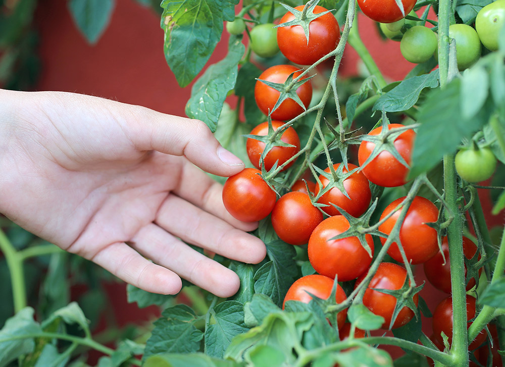 2,716,100点を超えるトマトのストックフォト、写真、そしてロイヤリティフリーの画像 - iStock野菜, レタス, ブロッコリ