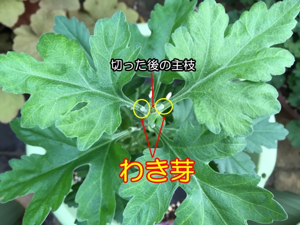 食用菊の栽培方法！植え替えの時期・手順や株分けでの増やし方を紹介BOTANICA