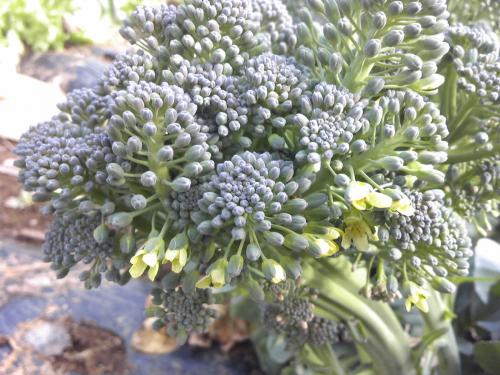 基本からアレンジまで！思わずつくりたくなる「花が咲いたブロッコリー」のレシピ集クックパッド