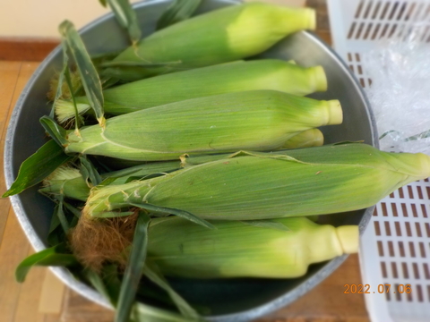 とうもろこしの皮むき 写真素材4493055- フォトライブラリ