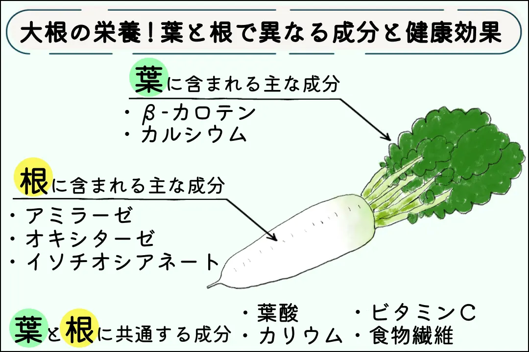 大根は部位によって味や向いてる料理が違う？おでんや味噌汁に向いている部位とはmamatas ママタス