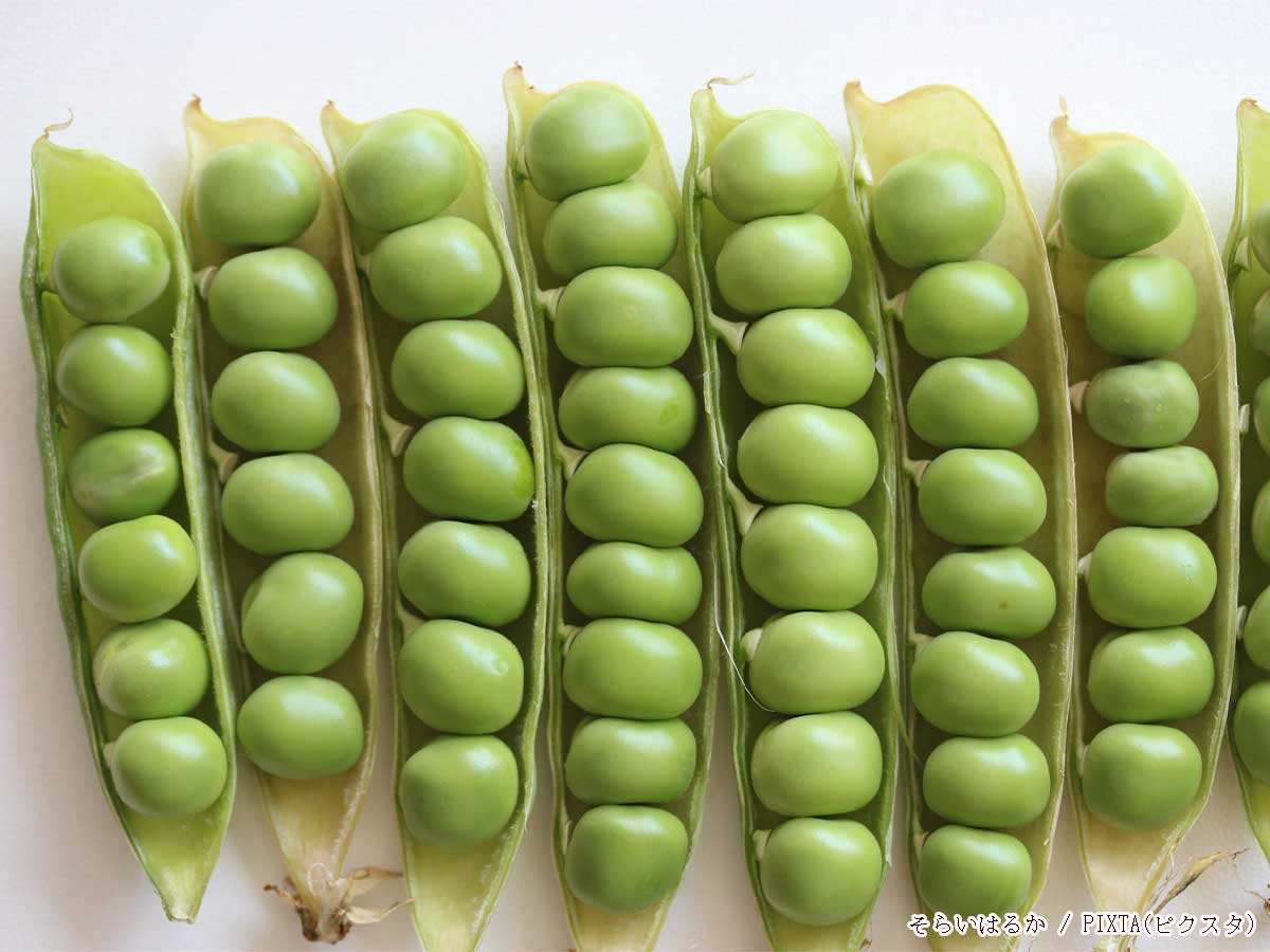 グリーンピースって何の豆？さやえんどう・スナップエンドウとの違いと和歌山との関係性について解説 福BUKURO