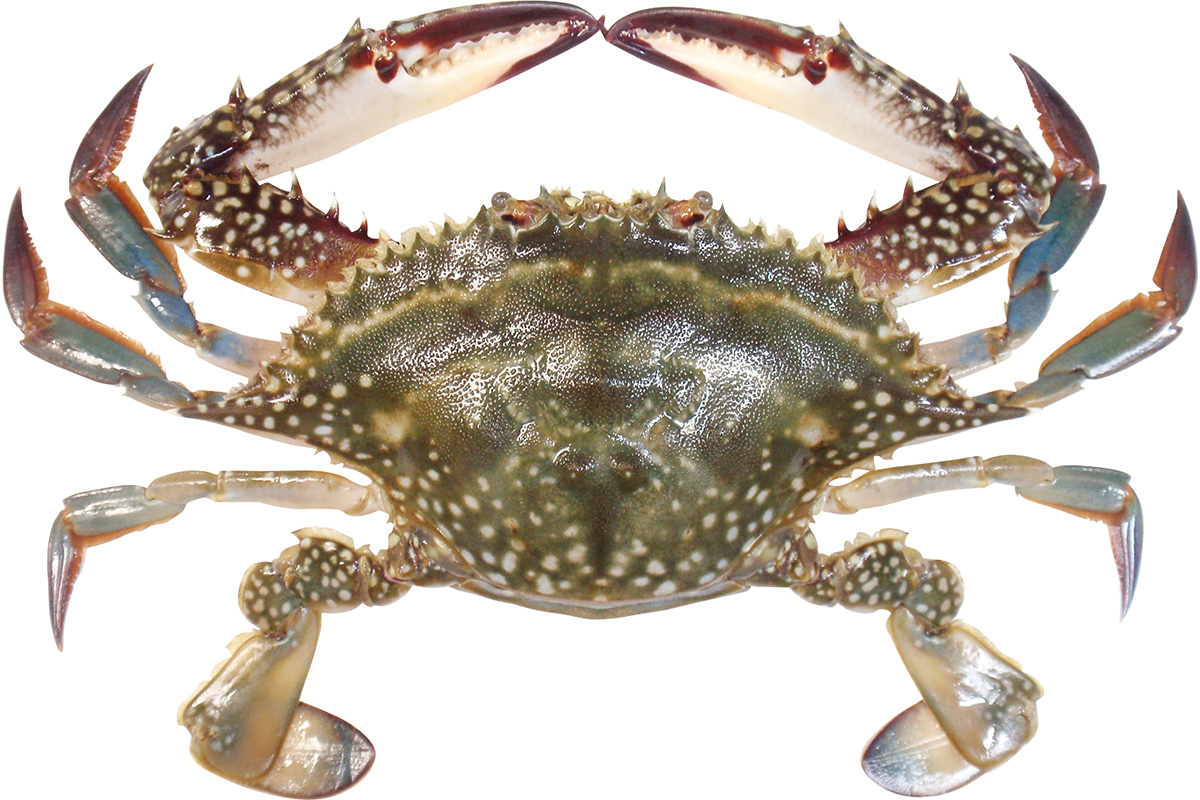 情報量の多いカニの画像下さい