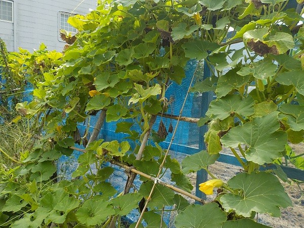 カボチャの空中栽培のデメリットと対策！おすすめ品種で収穫を楽しむ