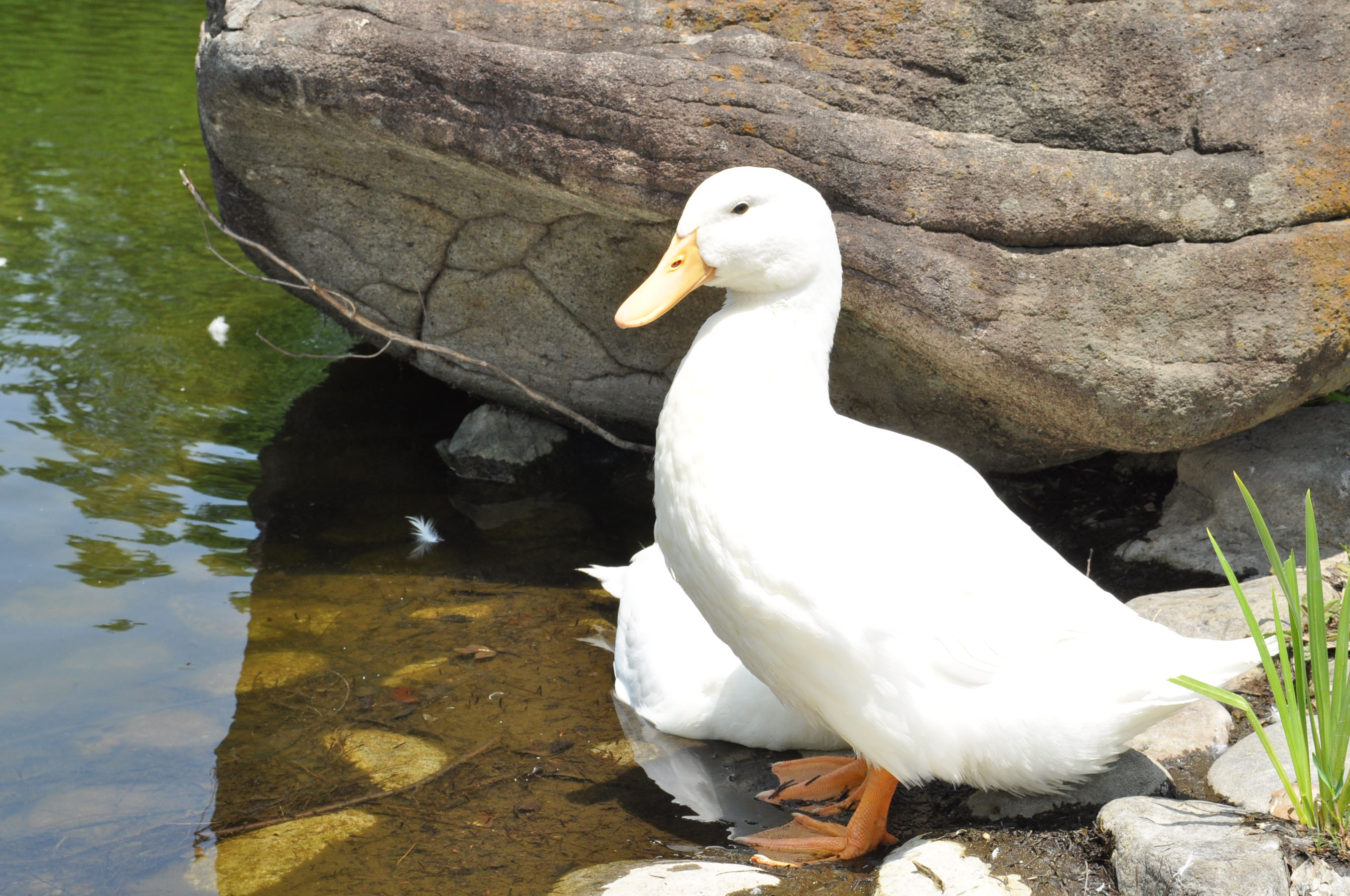 アヒル 北京ダック 野生動物 - Pixabayの無料写真