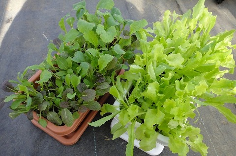 プランター家庭菜園 ベビーリーフの連続栽培！種まき～収穫を何回出来るかまとめてみた。 - YouTube