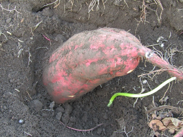 さつまいものツルを来年用に残しておく方法ササミさん。投資と園芸の勉強会 - 楽天ブログ
