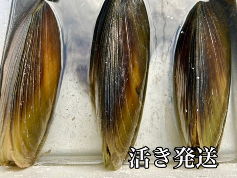 貝柱の王様『タイラギ』が旬 潜水漁は日本屈指の過酷さと話題TSURINEWS - Part 2