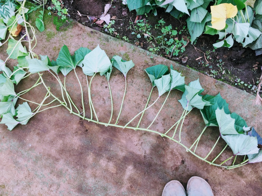 発達支援つむぎ 目白「さつまいものツルを再利用」保育・発達支援のどろんこ会