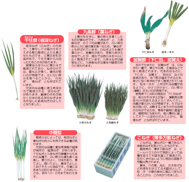 八百屋塾 ねぎ: クサマヒサコの野菜ノート