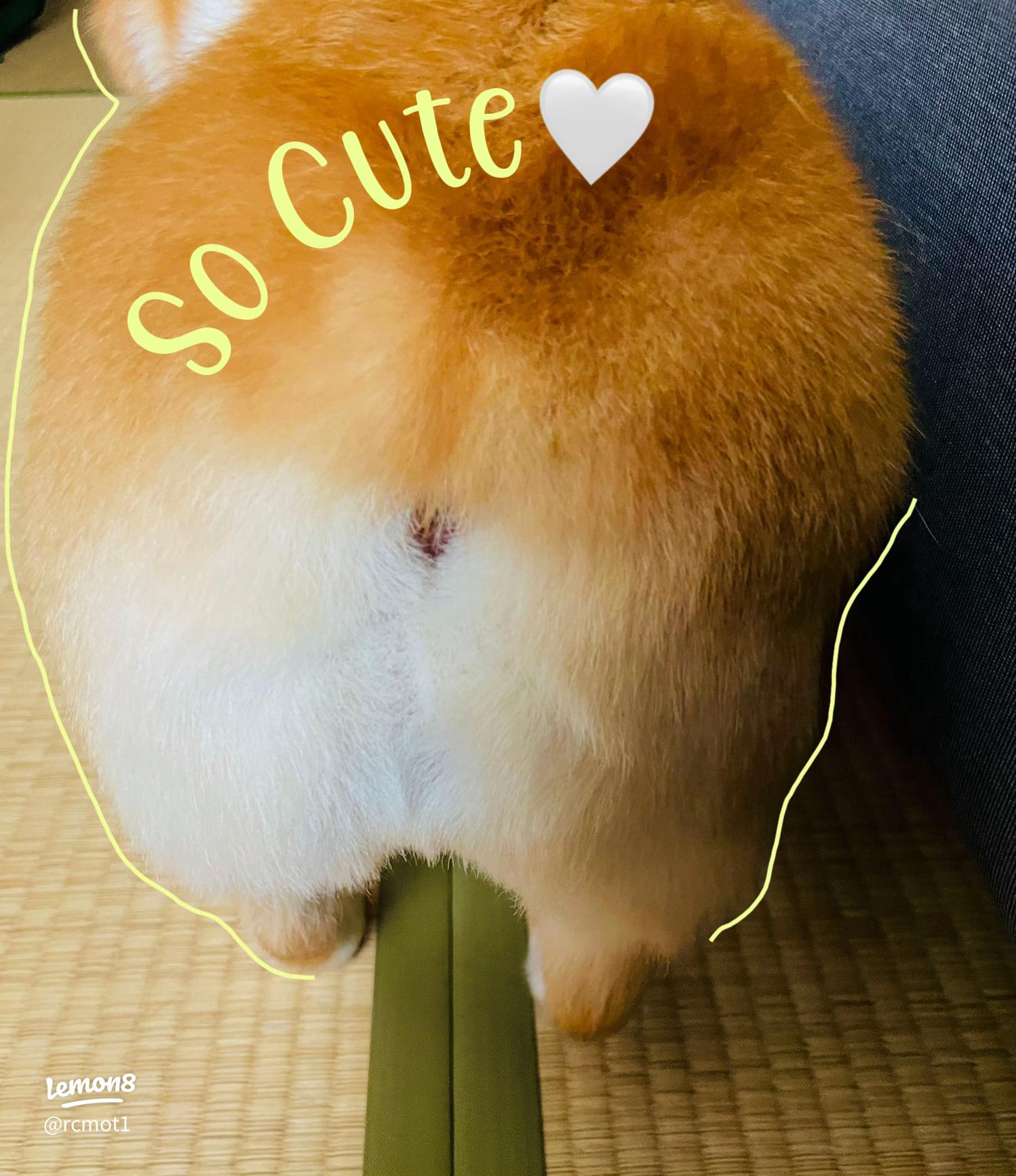 コーギー犬ノエさん on X: 