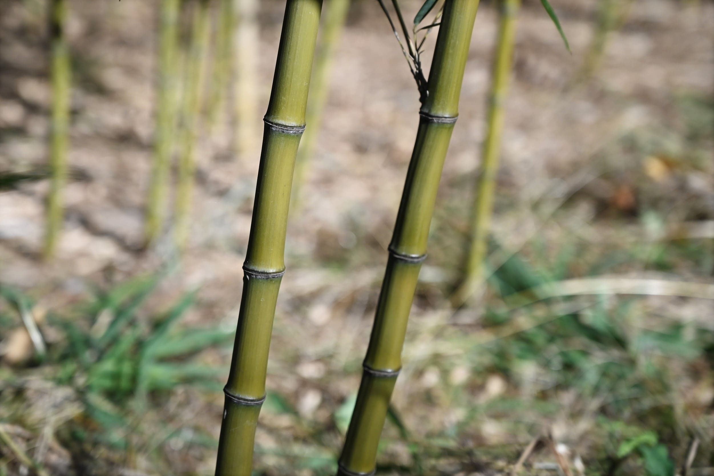 ハチクをいただきましたチェリヴァホール