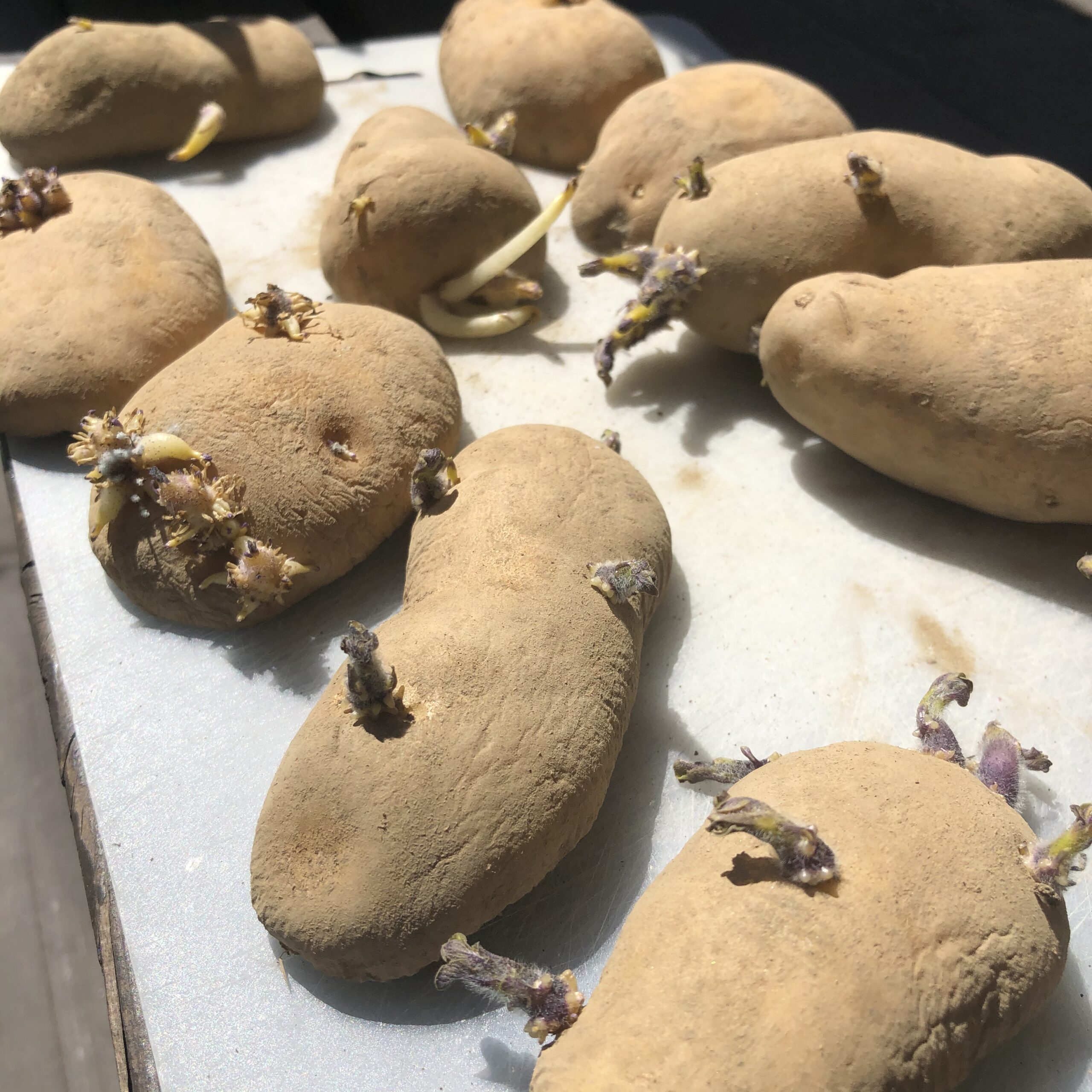 じゃがいもの芽の取り方！芽はどこまで取るの？キッコーマンホームクッキング