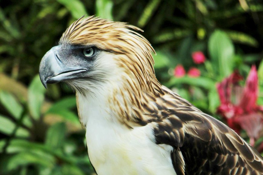フィリピンワシ：フィリピンの誇りと国鳥 - 日本および世界中のフィリピン人のオンラインコミュニティ