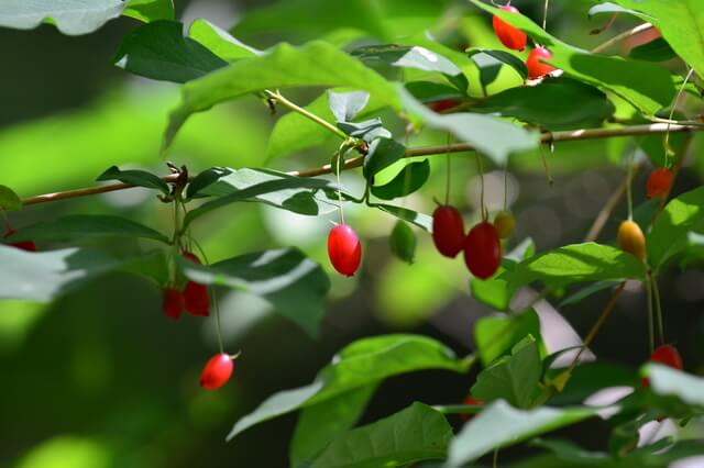 赤い実のなる木図鑑春夏秋冬ごとに。食べられる実や毒のある実もLOVEGREEN ラブグリーン