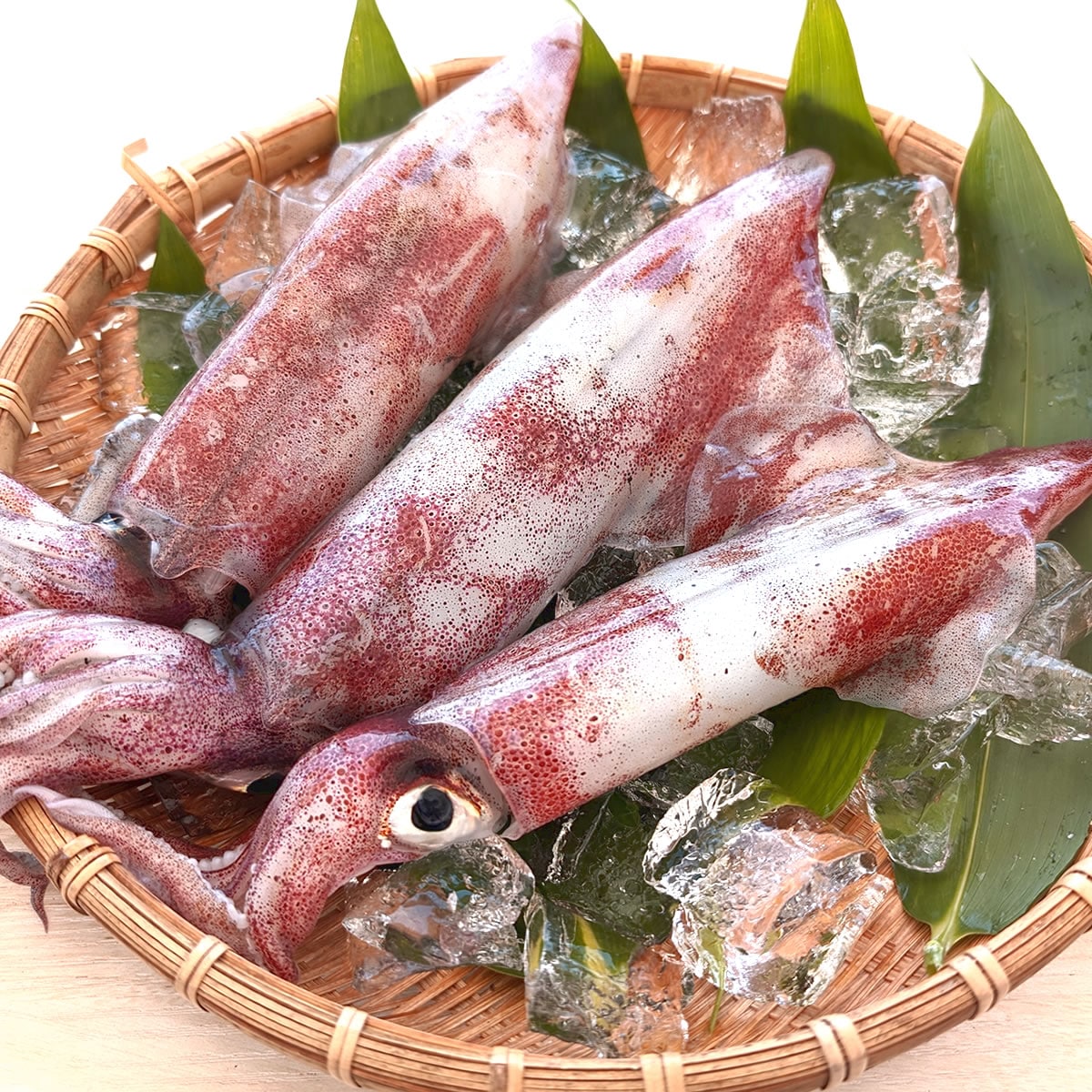 ○本日のお刺身○ 島根県産 白イカ、コシナガマグロ寺津屋 仕出し・会席料理のニュースまいぷれ 松江