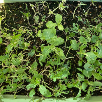 園芸初心者さんにもおすすめ！ タネからベビーリーフを育てて収穫しようGardenStoryガーデンストーリー