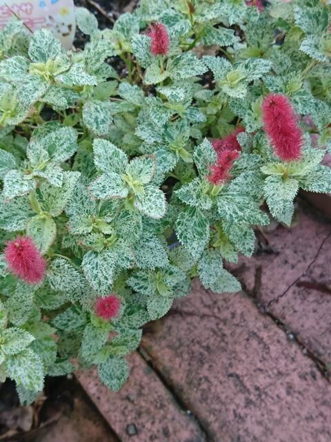 プロが解説 モフモフの赤い花が魅力！ キャッツテールの育て方GardenStoryガーデンストーリー