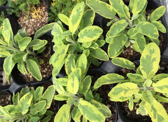 ハーブ 食用 クリスマス パーティー レシピ付 ルッコラ バジル ミント イタリアンパセリ チャービルハーブ苗のポタジェガーデン 本店