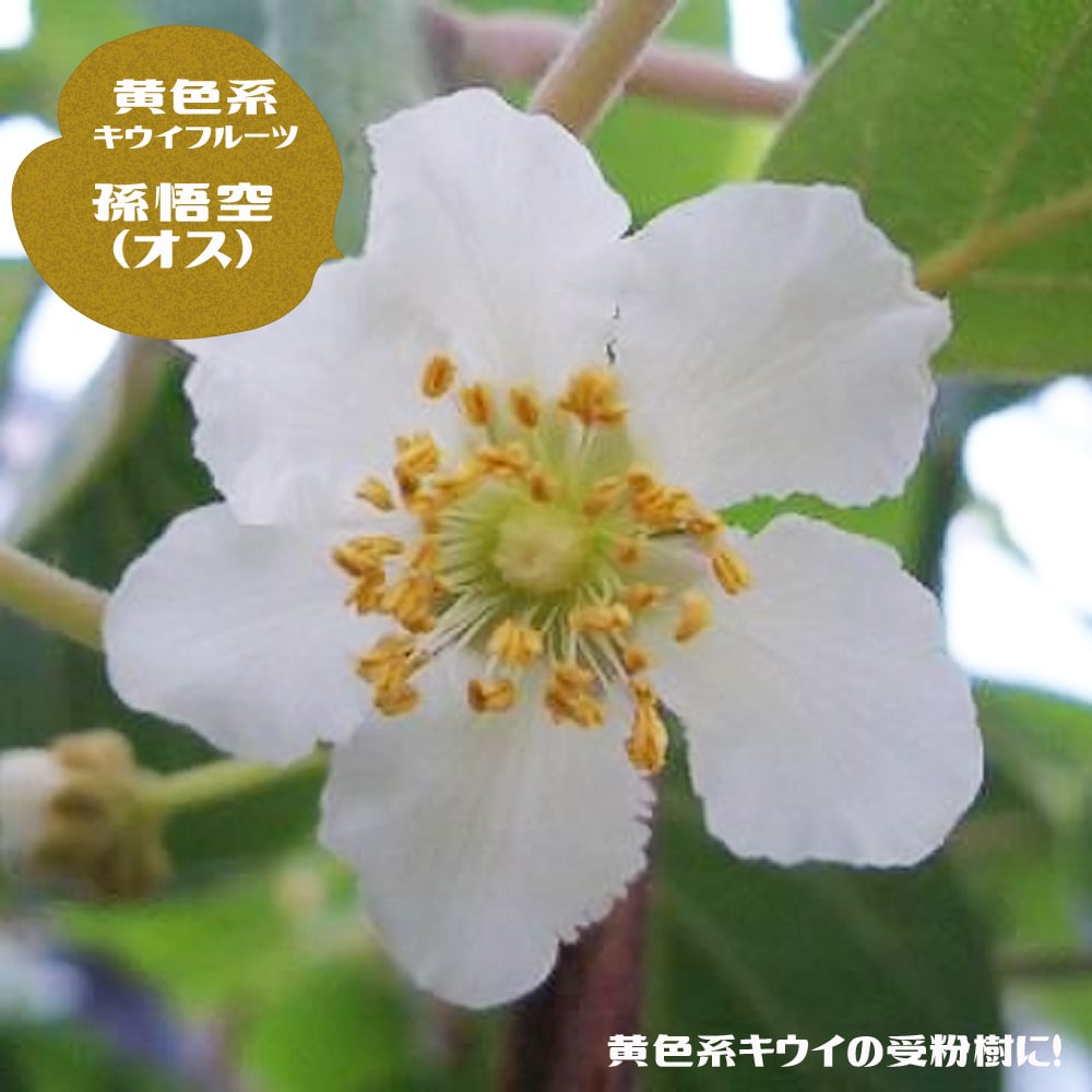 花🌸🌼🌺🌷🌻🌹 on X: 