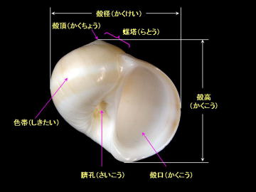 江戸前の貝！ 東京湾の潮干狩りで取れる！食べられる貝の種類と写真魚食普及推進センター 一般社団法人 大日本水産会