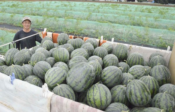 山形県産大玉スイカ 金色羅皇フルーツフォレスト YAMAGATA