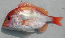 あやかりたい！ 鯛でなくてもタイと呼ばれる「あやかり鯛」魚食普及推進センター 一般社団法人 大日本水産会