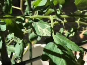 ミニトマトのその後 葉に白い線が！ トマト、ナス、きゅうり等の葉に現れる白い線の正体 - 花も団子も ～ bread and the songs ofbirds ～