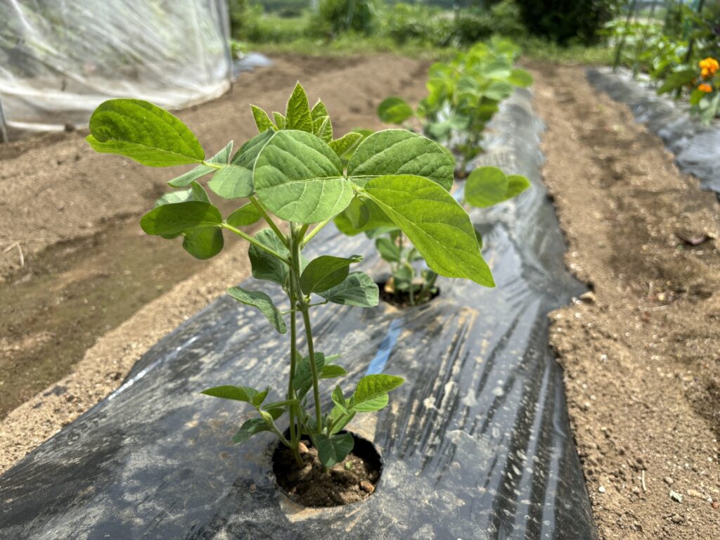 プランターでのエダマメの栽培方法：直播で手軽に育てよう！しま農研