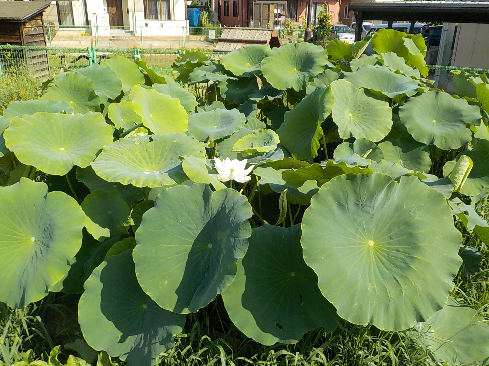 大きい葉はなんだ🌱. 通りがかりにたくさんの大きな葉っぱを発見！なんだーと思ったら、レンコン畑でした✨ .すみたまsumitama玉野tamano玉野市八浜町大崎レンコン畑蓮大きな葉っぱ蓮根田舎の良き風景常山 .🌈すみたま2020フォトコン開催中