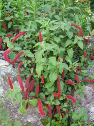 キャットテール ｱｶﾘﾌｧ の育て方 - hana+note ﾊﾅﾉｰﾄ-：鉢植え、季節のお花の上手な育て方