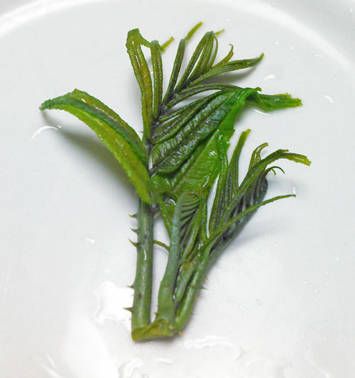 カラスザンショウでココナッツ風味をだす - 湘南でハーブ・アロマの資格を取るなら「クミンキュア」