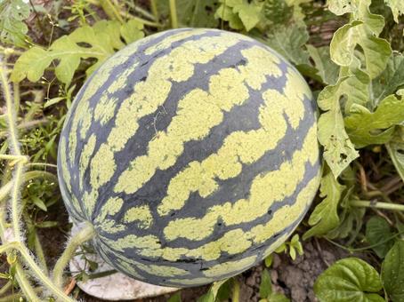 ピノ・ダディ マイクロシードタイプ大玉西瓜- 家庭de菜園～うぇぶたねやさん～