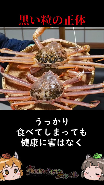 茶色いブツブツとミミズ？は何？ 越前がに解禁日回顧 ２越前がにならかにカニ福井