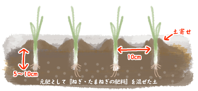 根深ネギ家庭菜園のススメJAしみず