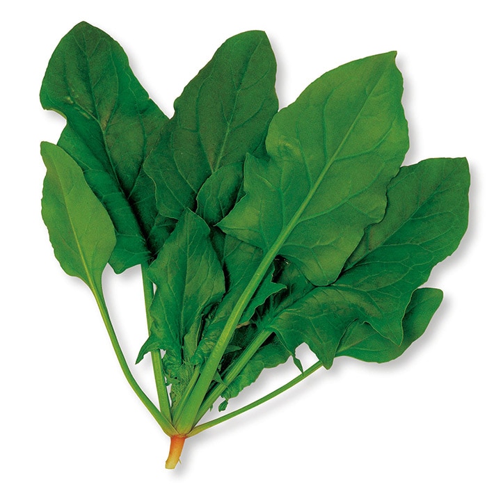 ホウレンソウ ほうれん草 の育て方と栽培のコツやまむファーム